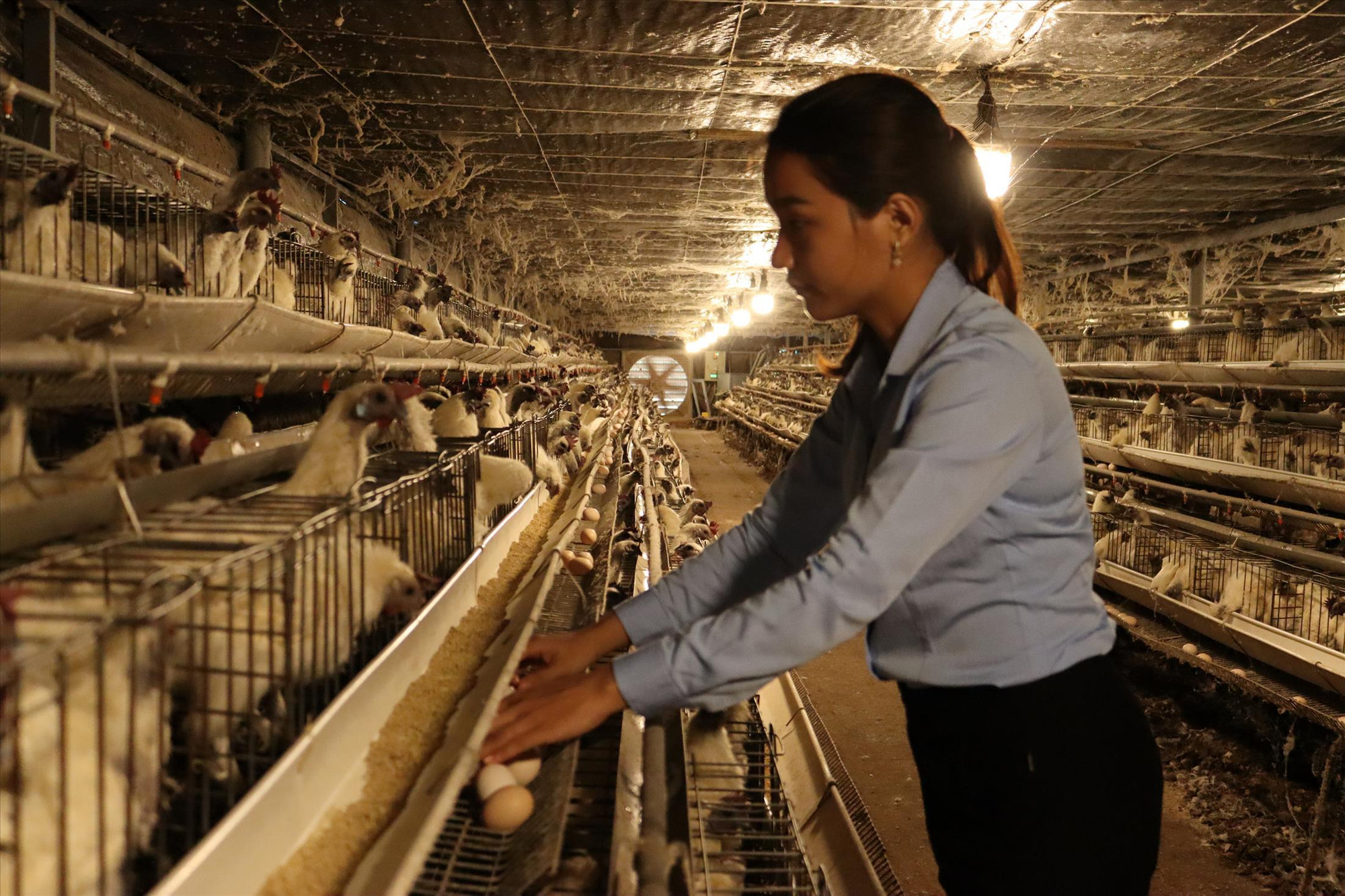 Chị Phạm Thị Nhân thành công với mô hình nuôi gà ác lấy trứng ở vùng đất đầy nắng gió Ảnh: Thành Văn