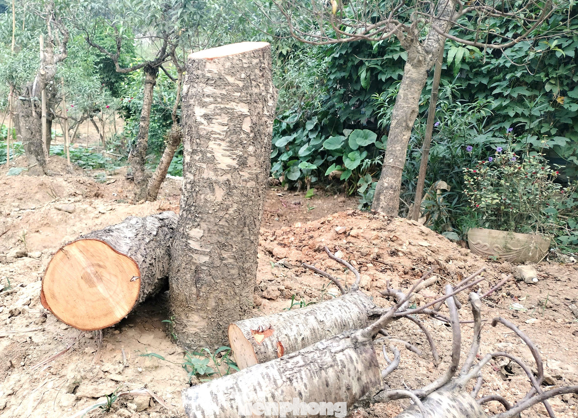 Người dân cưa từng đoạn để tìm cách cứu đào nhưng bất thành. Người dân cưa từng đoạn để tìm cách cứu đào nhưng bất thành.