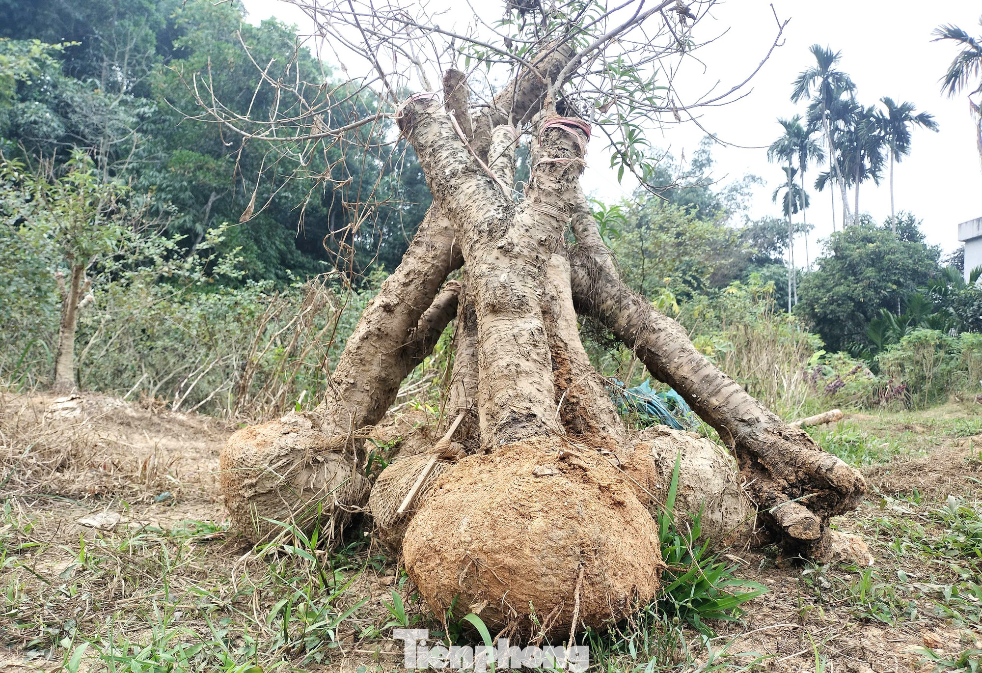 Ông Huệ suy đoán với tình trạng hiện tại, giá đào năm nay sẽ tăng lên tới 30% so với mọi năm. Ông Huệ suy đoán với tình trạng hiện tại, giá đào năm nay sẽ tăng lên tới 30% so với mọi năm.