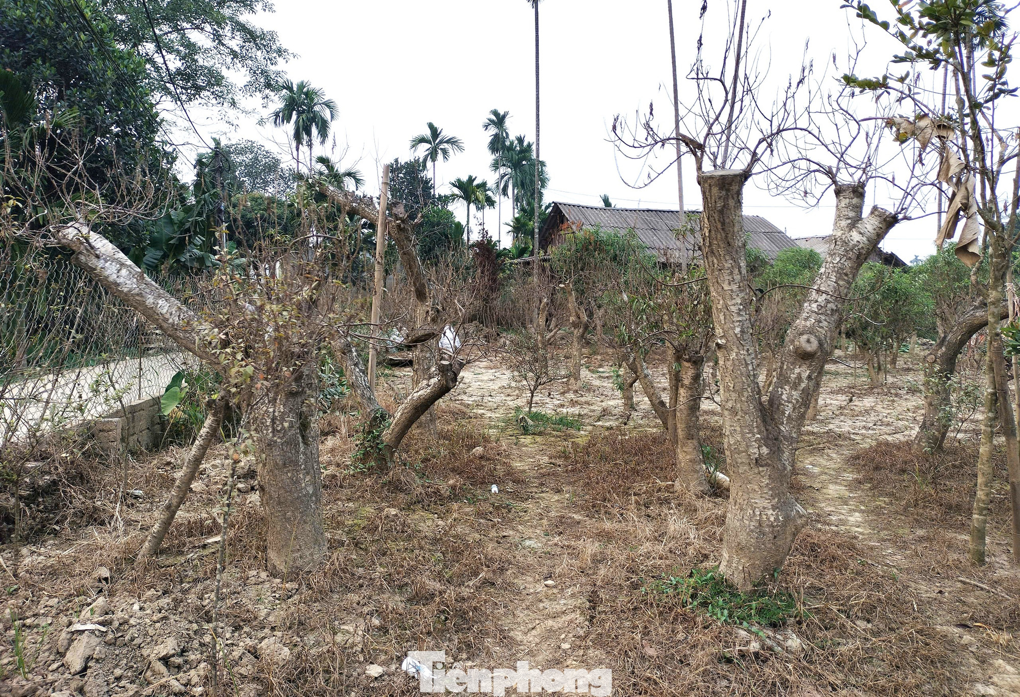 Những gốc đào chết khô khắp trên các vườn khiến người dân đau xót. Những gốc đào chết khô khắp trên các vườn khiến người dân đau xót.