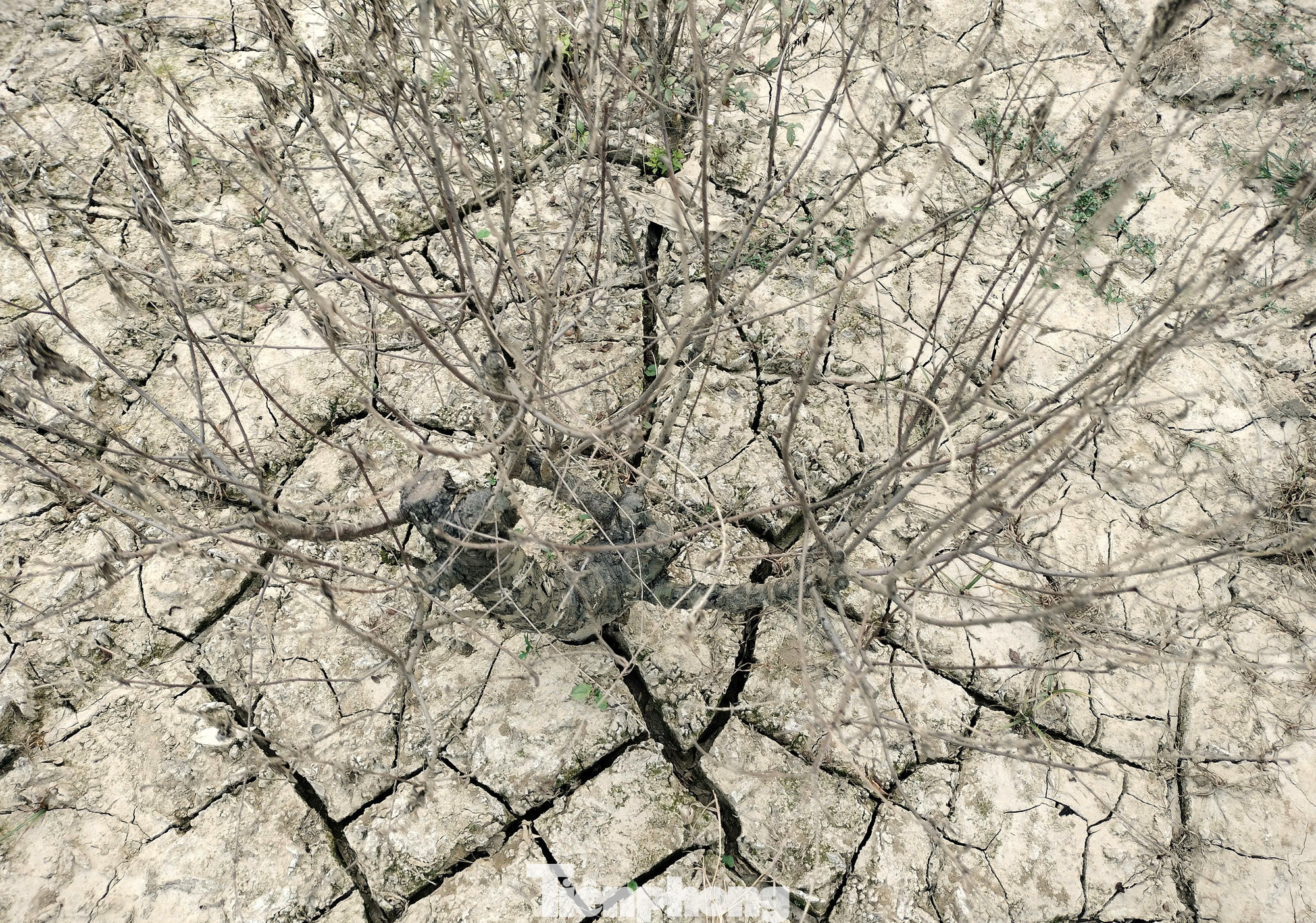 Ông Huệ suy đoán với tình trạng hiện tại, giá đào năm nay sẽ tăng lên tới 30% so với mọi năm. Ông Huệ suy đoán với tình trạng hiện tại, giá đào năm nay sẽ tăng lên tới 30% so với mọi năm.