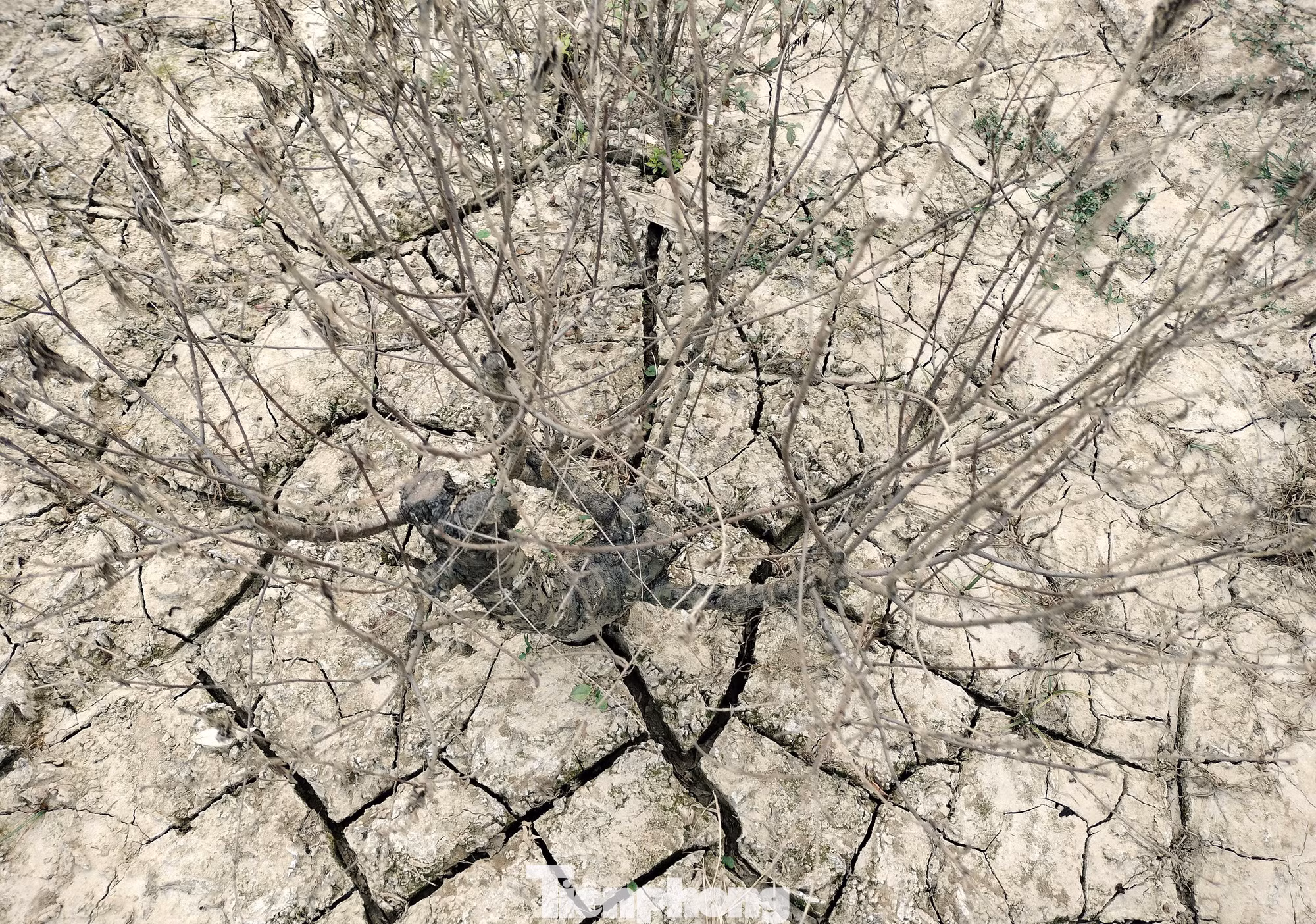 Ông Huệ suy đoán với tình trạng hiện tại, giá đào năm nay sẽ tăng lên tới 30% so với mọi năm.