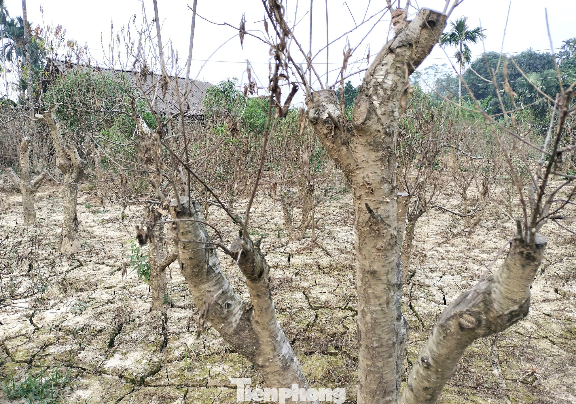 Những gốc đào chết khô khắp trên các vườn khiến người dân đau xót. Những gốc đào chết khô khắp trên các vườn khiến người dân đau xót.
