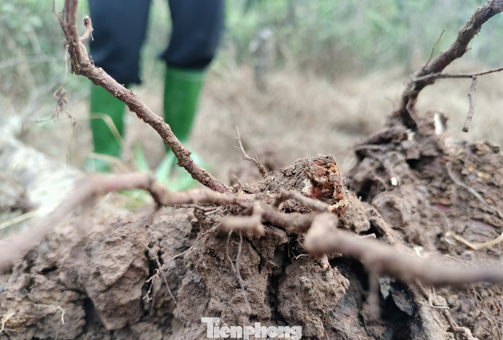 Bà Sa chua xót khi những gốc đào của gia đình bị chết sau bão lũ. Bà Sa chua xót khi những gốc đào của gia đình bị chết sau bão lũ.