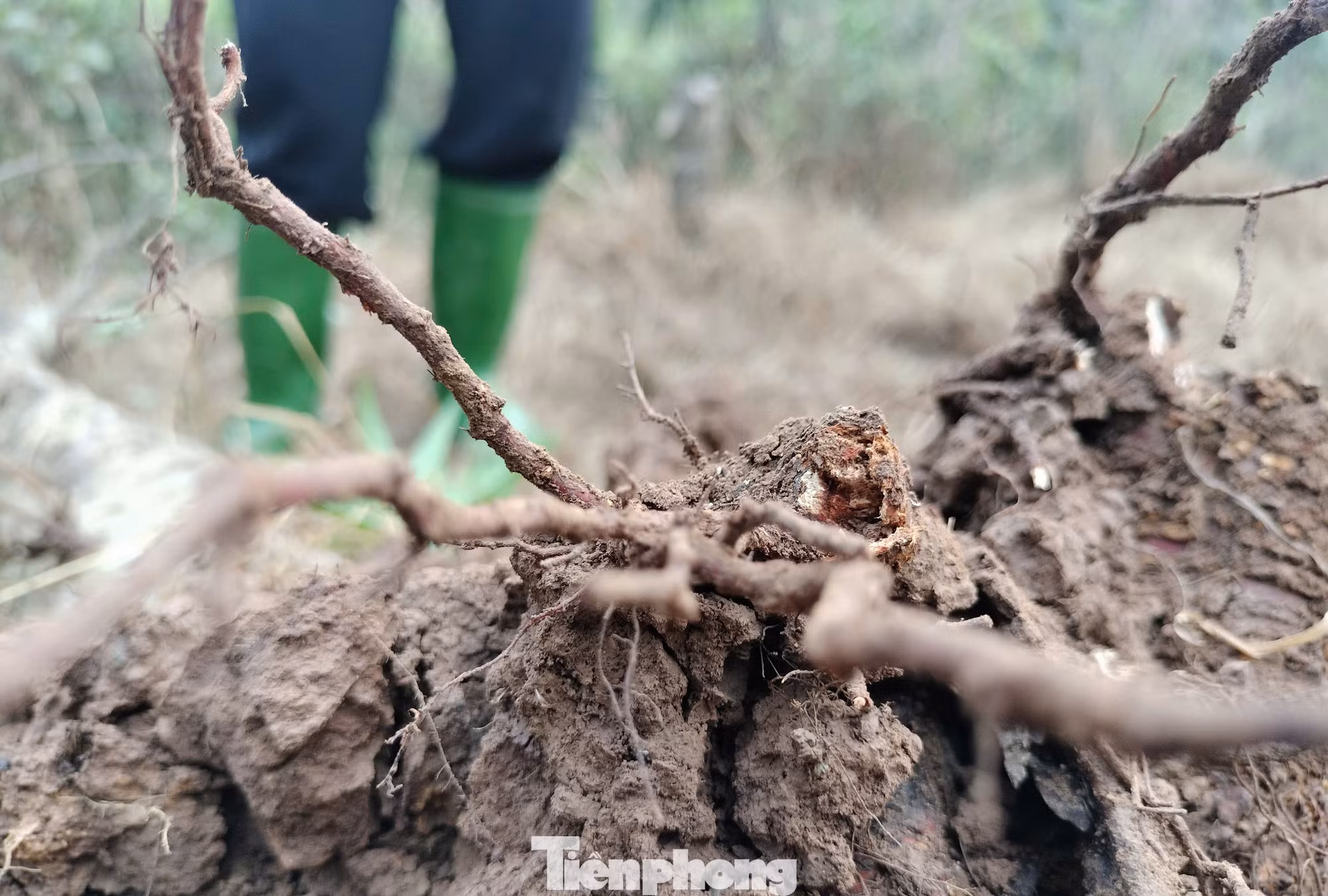 Bà Sa chua xót khi những gốc đào của gia đình bị chết sau bão lũ.