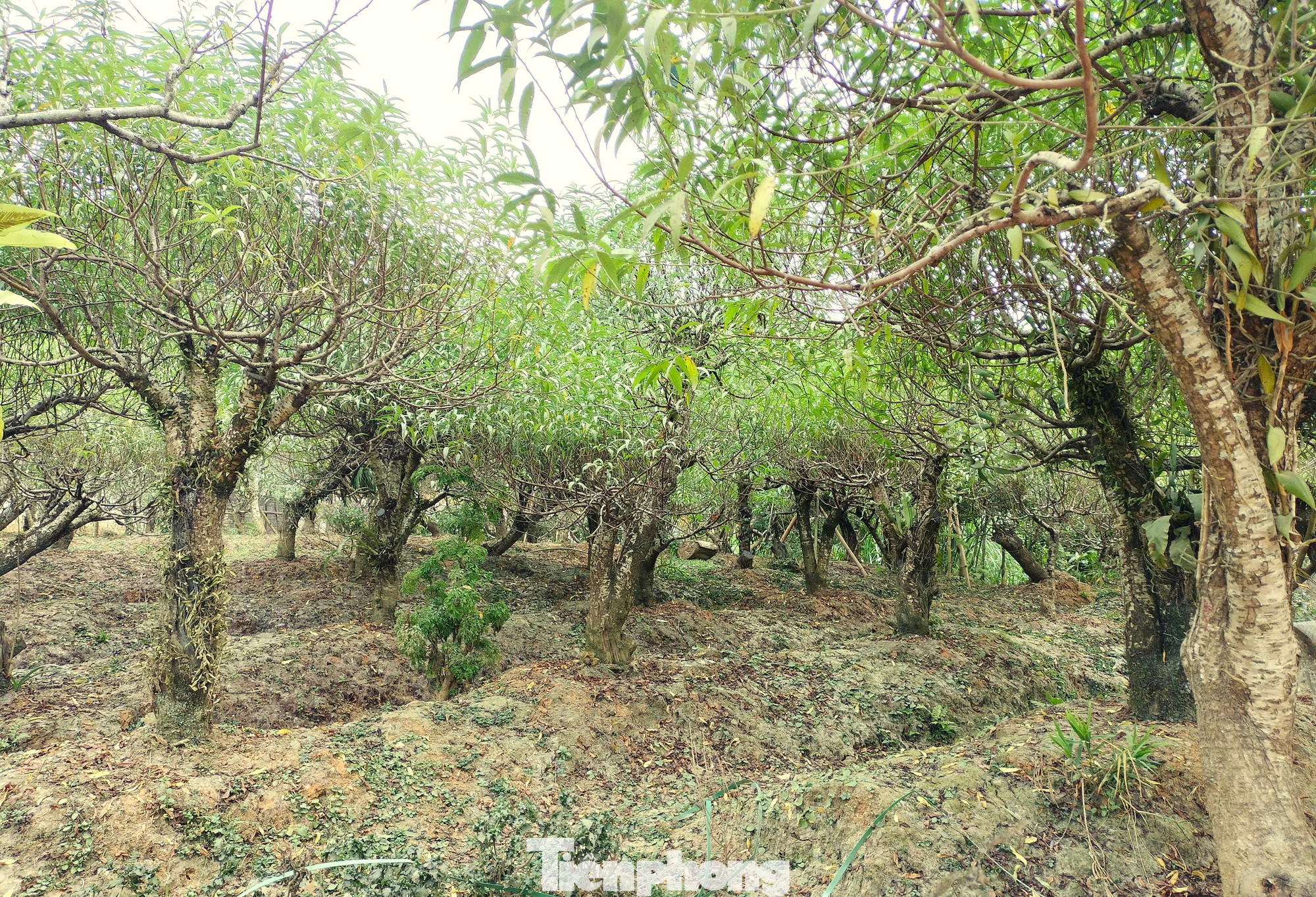 Cả thôn Ngòi Châu, xã Giới Phiên gần như nhà nào cũng trồng hàng chục đến hàng trăm gốc đào. Cả thôn Ngòi Châu, xã Giới Phiên gần như nhà nào cũng trồng hàng chục đến hàng trăm gốc đào.