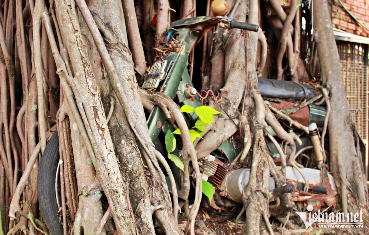 Sau nhiều năm bị rễ cây "nuốt chửng", chiếc xe vẫn còn nguyên màu sơn, đầy đủ các chi tiết.