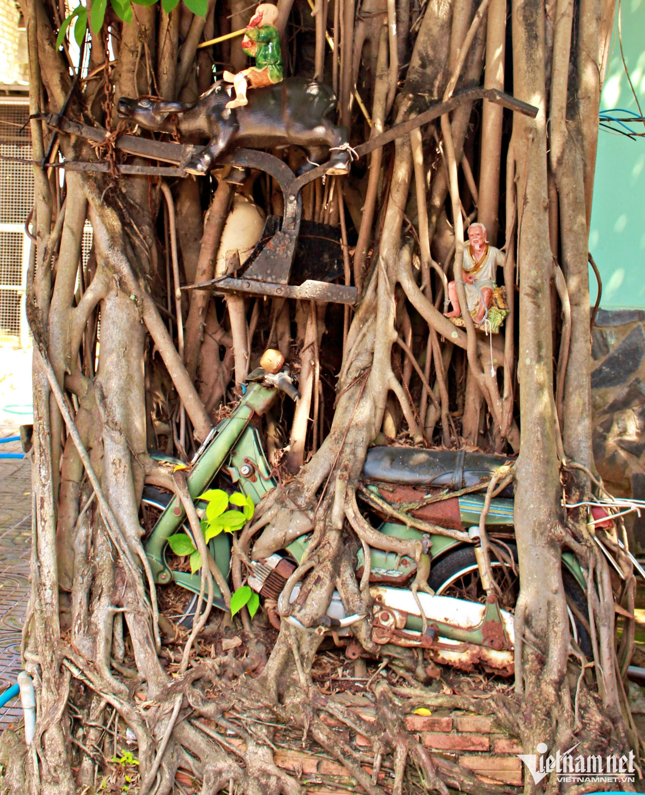 Hình ảnh chiếc xe máy cổ bị bộ rễ cây ôm trọn khiến nhiều người thích thú, tò mò.