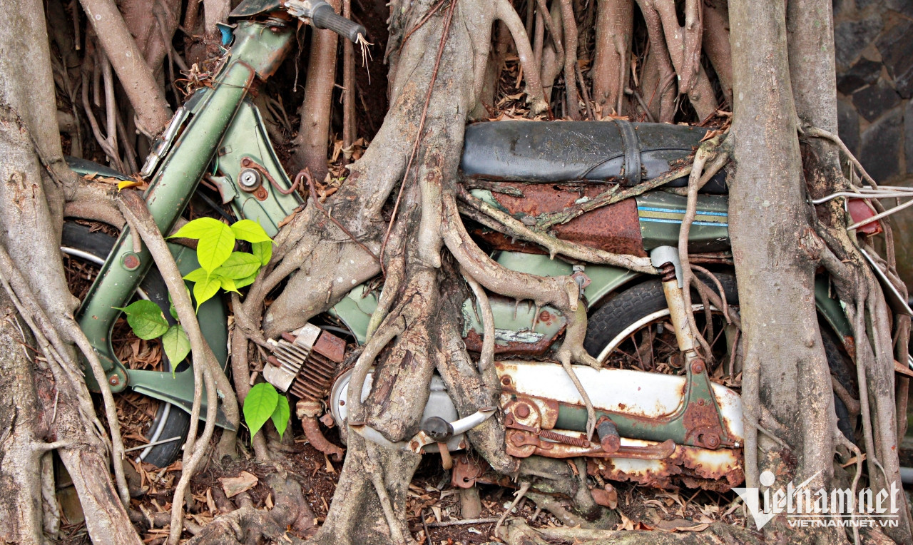 Hiện, chiếc xe trở thành một phần của gốc cây si lớn.