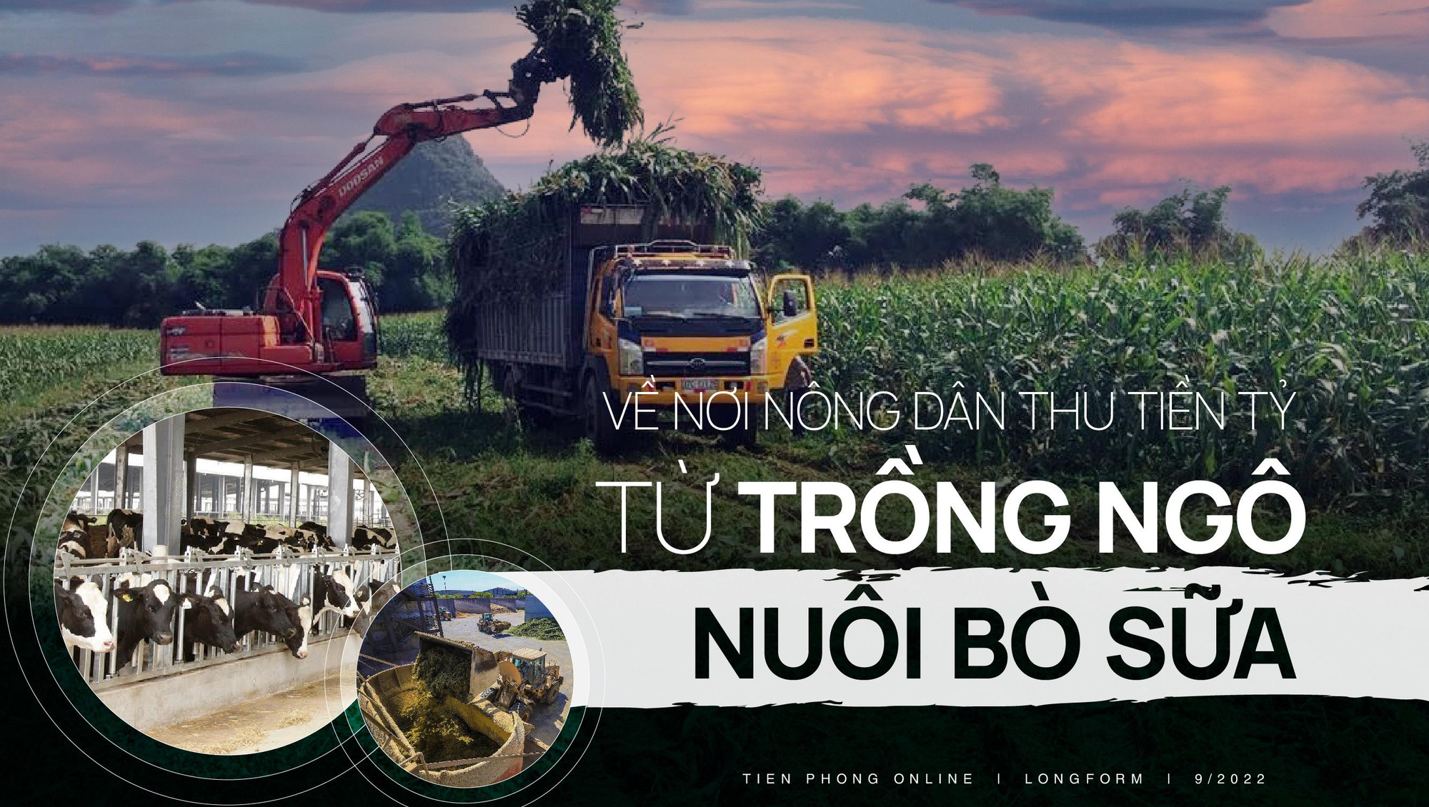 Về nơi nông dân thu tiền tỷ từ trồng ngô nuôi bò sữa