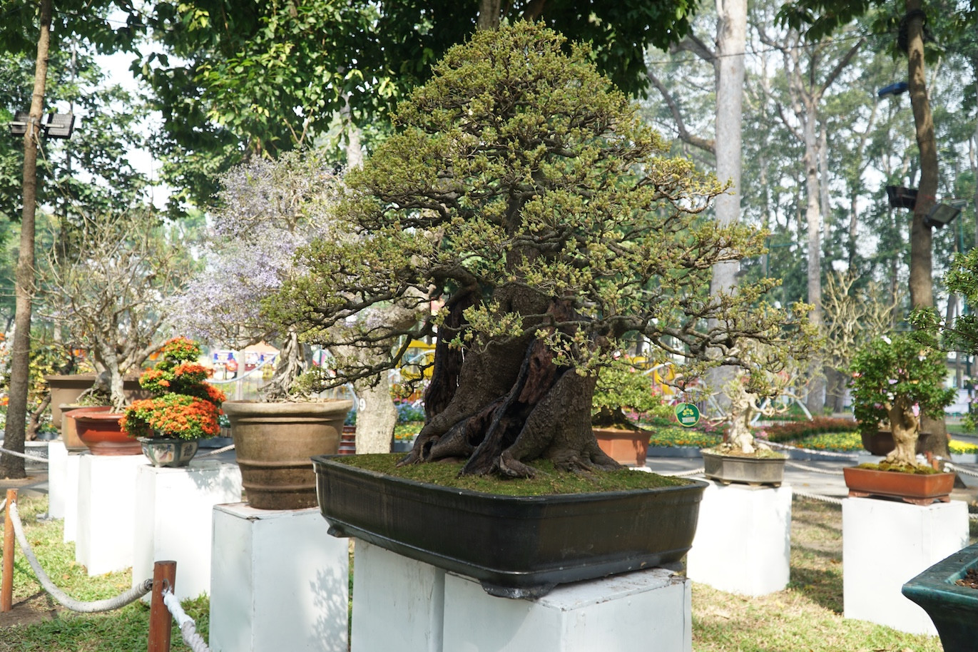 Nhiều loại hoa kiểng với thế độc đáo được trưng tại Hội hoa Xuân