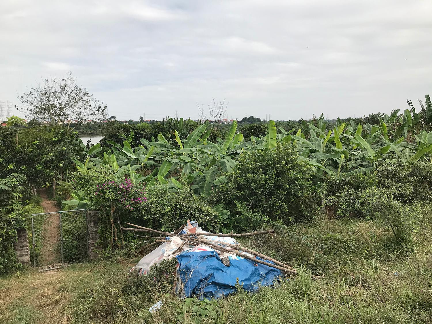 Khu vườn bãi cạnh sông Hồng của gia đình ông Hà Sĩ Hải, dự kiến sau này sẽ là nơi thi công cầu vượt sông Hồng. Ảnh: Trường Phong Khu vườn bãi cạnh sông Hồng của gia đình ông Hà Sĩ Hải, dự kiến sau này sẽ là nơi thi công cầu vượt sông Hồng. Ảnh: Trường Phong