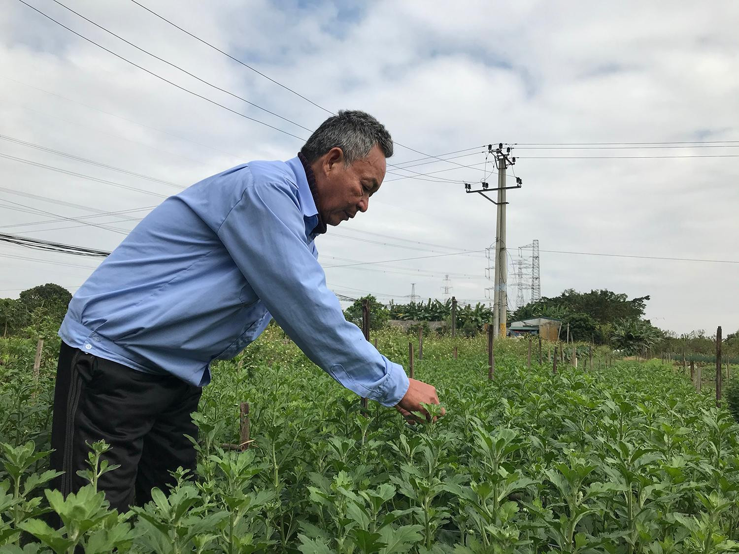 Ông Nguyễn Văn Chuẩn (thôn Xâm Động, xã Vân Tảo) cho biết, người dân đồng tình, ủng hộ triển khai dự án đường Vành đai 4. Ảnh: Trường Phong Ông Nguyễn Văn Chuẩn (thôn Xâm Động, xã Vân Tảo) cho biết, người dân đồng tình, ủng hộ triển khai dự án đường Vành đai 4. Ảnh: Trường Phong