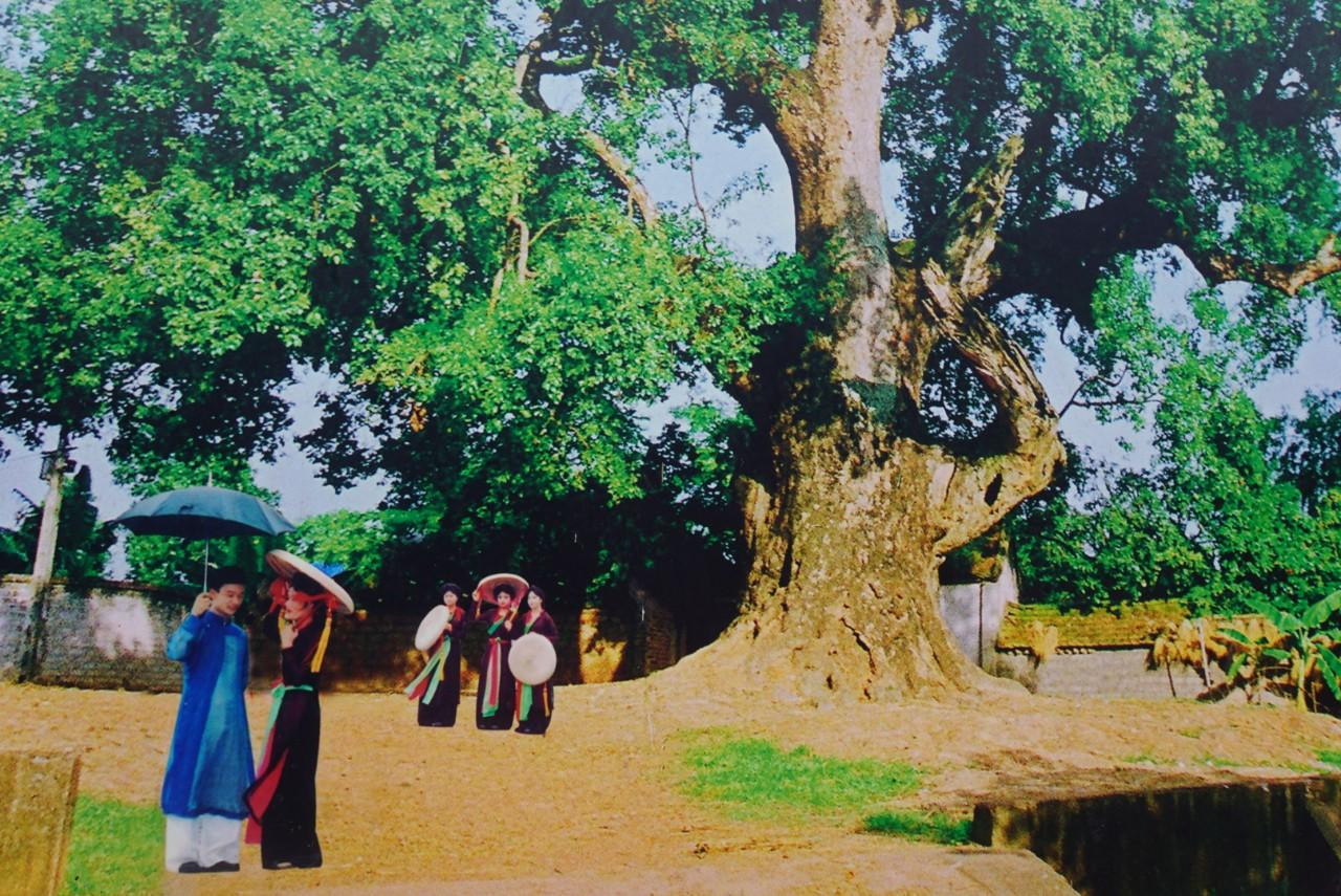 Trước đây, dưới tán cây cổ thụ là nơi sinh hoạt văn hóa, nơi giao lưu hội hè. Ảnh tại nhà lưu niệm đình Viễn Sơn.