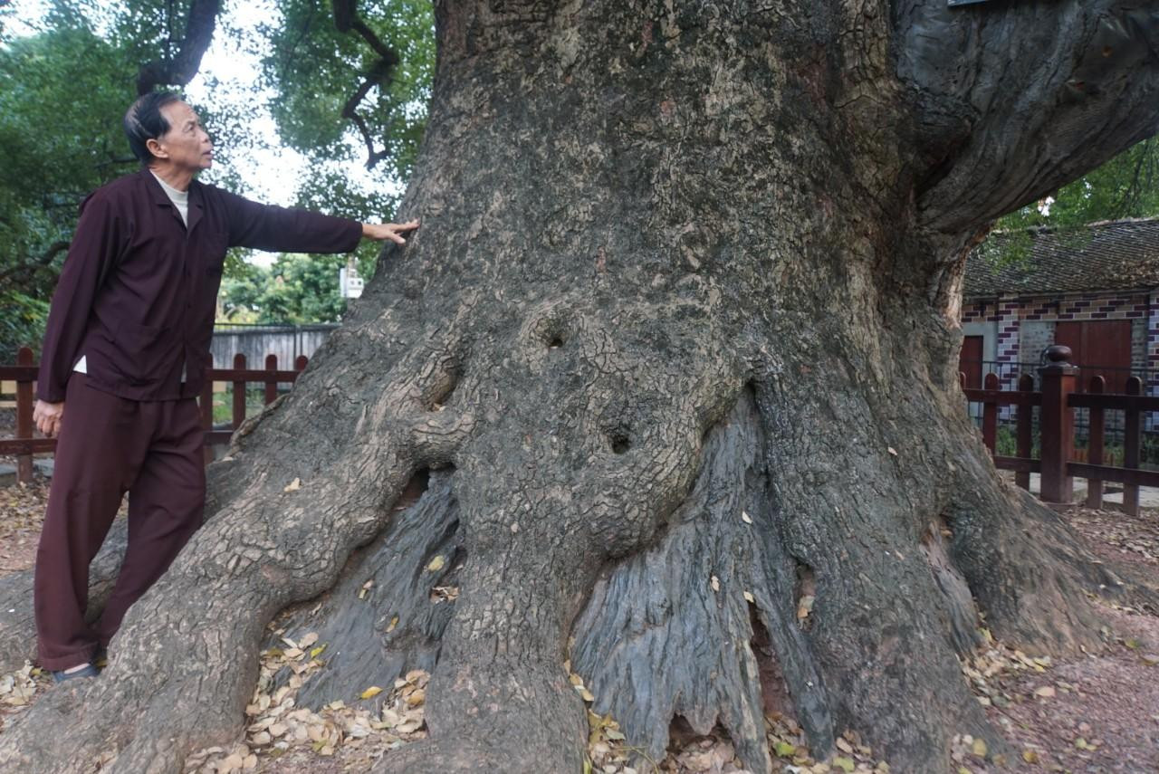 Theo ước lượng, gốc cây Dã Hương to đến 8 người ôm, còn theo những người làm công tác nghiên cứu vòng đo điểm to nhất của thân cây là 11m, chỗ nhỏ nhất là 8,3m, cây cao khoảng 36m, có đường kính trên 2,5m. Lớp vỏ cây trung bình dày 15cm.