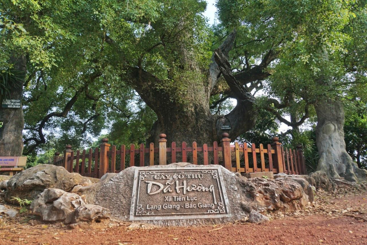 Cây dã hương nghìn năm tuổi ở Tiên Lục, Bắc Giang là cây thuộc họ long não, là loại cây quý hiếm, có thể sống hàng nghìn năm. Năm 1938, cây được trường Viễn Đông Bác Cổ xếp vào loại cây cổ hiếm có xứ Bắc Kỳ. Cây còn được ghi trong cuốn Bách khoa toàn thư của Pháp là một trong những cây lâu đời nhất thế giới.