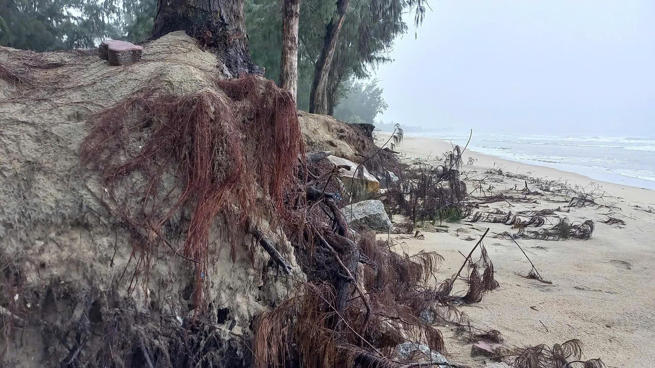 Sạt lở tạo hàm ếch tại một điểm thuộc bờ biển Mỹ Khê.