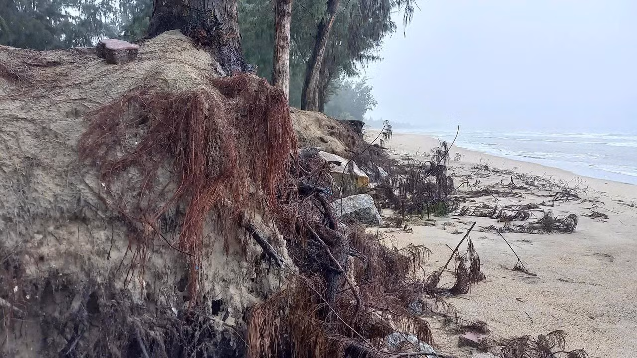 Sạt lở tạo hàm ếch tại một điểm thuộc bờ biển Mỹ Khê.