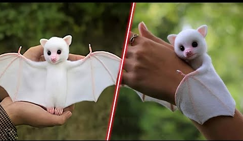 Lạ lùng loài dơi trắng đáng yêu nhất thế giới | Báo điện tử Tiền Phong