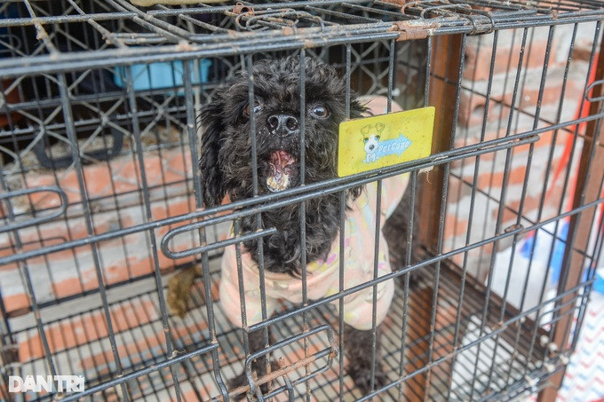 Tìm chủ cho 'thú cưng' bị bỏ rơi ở Hà Nội: Tôi chỉ sợ họ mang về làm thịt | Báo điện tử Tiền Phong