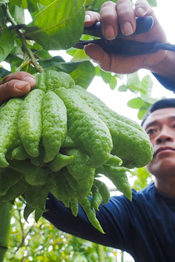 Làng trồng phật thủ ở ngoại thành Hà Nội rộn ràng vào vụ Tết Giáp Thìn