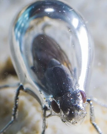 Những loài côn trùng kỳ lạ có thể sống trong môi trường khắc nghiệt nhất