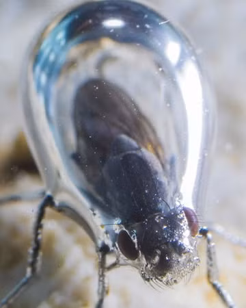 Những loài côn trùng kỳ lạ có thể sống trong môi trường khắc nghiệt nhất