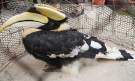 Chim hồng hoàng quý hiếm lạc vào ruộng ở Tây Ninh