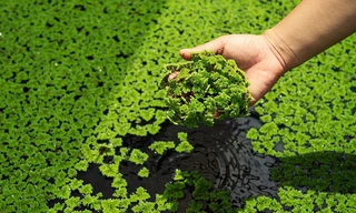 Loài thực vật nhỏ dưới đầm lầy mà bạn không ngờ tới ở châu Á có thể làm chậm quá trình lão hóa não 