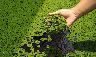 Loài thực vật nhỏ dưới đầm lầy mà bạn không ngờ tới ở châu Á có thể làm chậm quá trình lão hóa não 