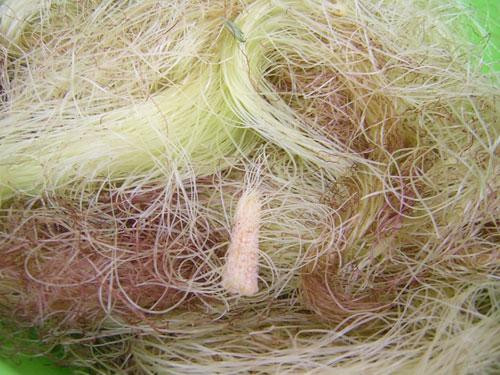 Râu ngô - vị thuốc rẻ tiền nhiều công dụng | Báo điện tử Tiền Phong