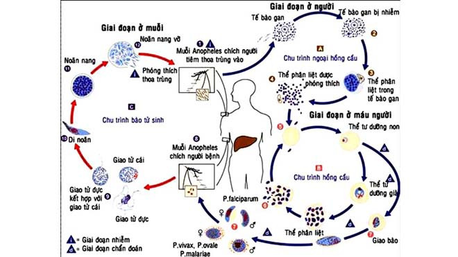 Bị muỗi sốt rét đốt, bao nhiêu ngày thì phát bệnh? | Báo điện tử Tiền Phong