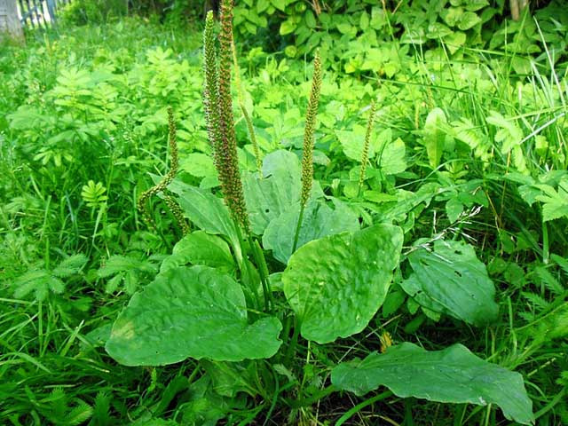 B&ocirc;ng m&atilde; đề: Thuốc qu&yacute; chữa bệnh thận v&agrave; bệnh đường tiết niệu | B&aacute;o điện tử  Tiền Phong