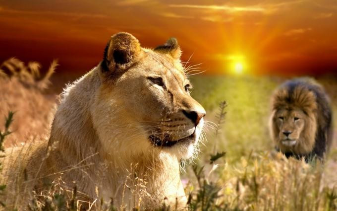 1001 thắc mắc: Có phải sư tử đực lười, sư tử cái chăm?