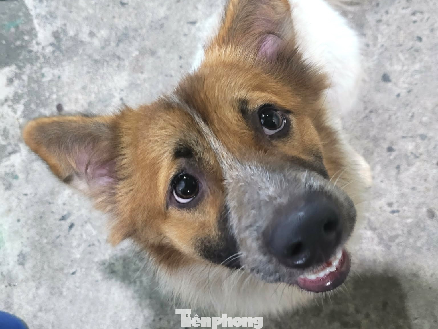 Vụ chó nghi dại cắn bé 1 tuổi ở Đà Nẵng: Bất ngờ về số lượng ...