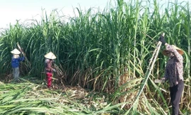 Lo đường nhập lậu lấn sân, vì sao doanh nghiệp không tự cứu mình? 