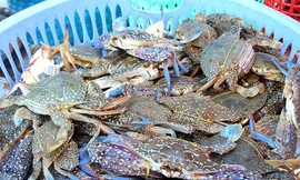 Cua ghẹ Việt Nam đắt hàng, giá cao nhất 10 năm qua