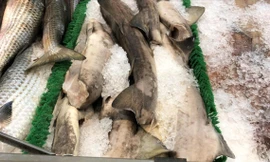 Bất ngờ thịt loài cá mập cực kỳ nguy hiểm xuất hiện trên kệ siêu thị