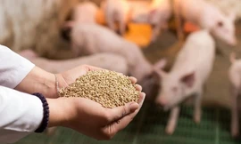 Bộ Nông nghiệp kiến nghị Thủ tướng về thuế thức ăn chăn nuôi