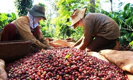 Hai ngành hàng xuất khẩu tỷ USD 'cầu cứu' Thủ tướng 