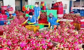 Nông sản Việt 'tắc đường' sang châu Âu 