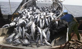 Động thái của Việt Nam trước việc Mỹ siết nhập khẩu thủy sản