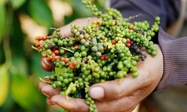 Bất ngờ giá hồ tiêu Việt Nam 