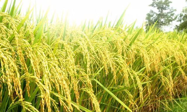 Giá bồi thường cây trồng, vật nuôi ở đặc khu Côn Đảo gấp 1,8 lần giá chuẩn