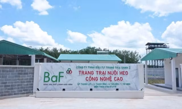Doanh nghiệp chăn nuôi lãi 'khủng' bất chấp dịch tả lợn châu Phi