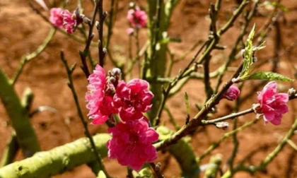 Đào gốc Bắc bén duyên trên đất Tây Nguyên.