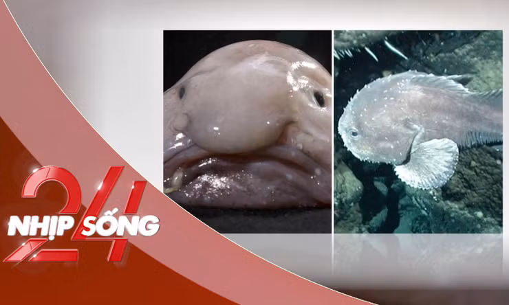 NHỊP SỐNG 24: Con vật 'xấu nhất thế giới' thắng giải năm gây xôn xao