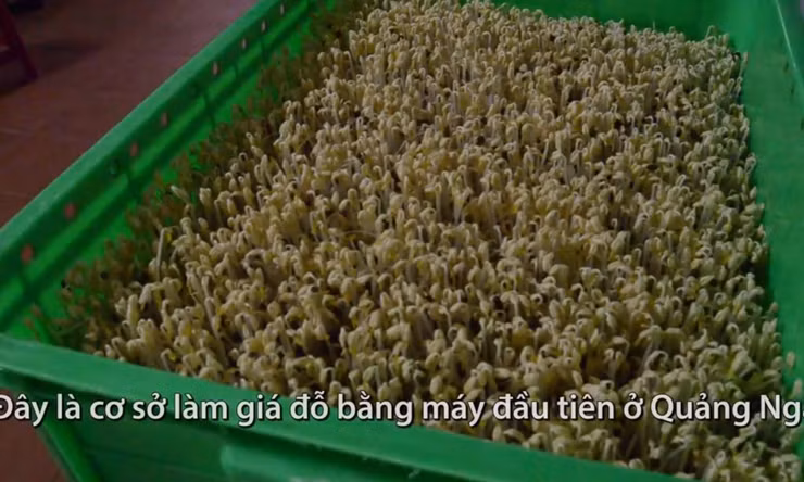 Làm giá đỗ sạch bằng máy, thu chục triệu đồng mỗi tháng