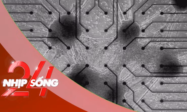 NHỊP SỐNG 24: Máy tính đầu tiên trên thế giới chạy bằng tế bào não sống của con người