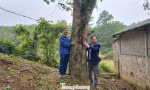 Giữ 'trầm tổ' tiền tỷ giữa miền sơn cước 